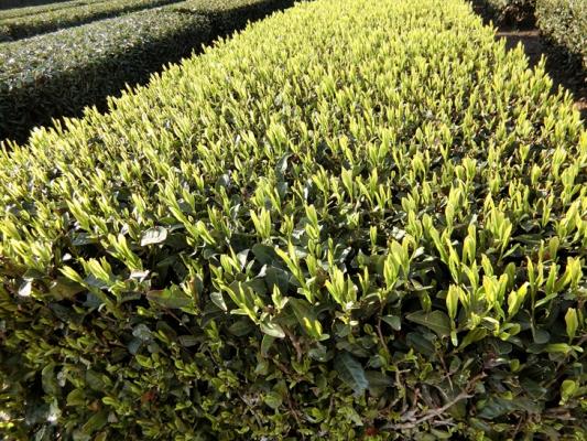 体験講座「全国手もみ茶品評会受賞茶　手もみ狭山茶をあじわう」（※終了）